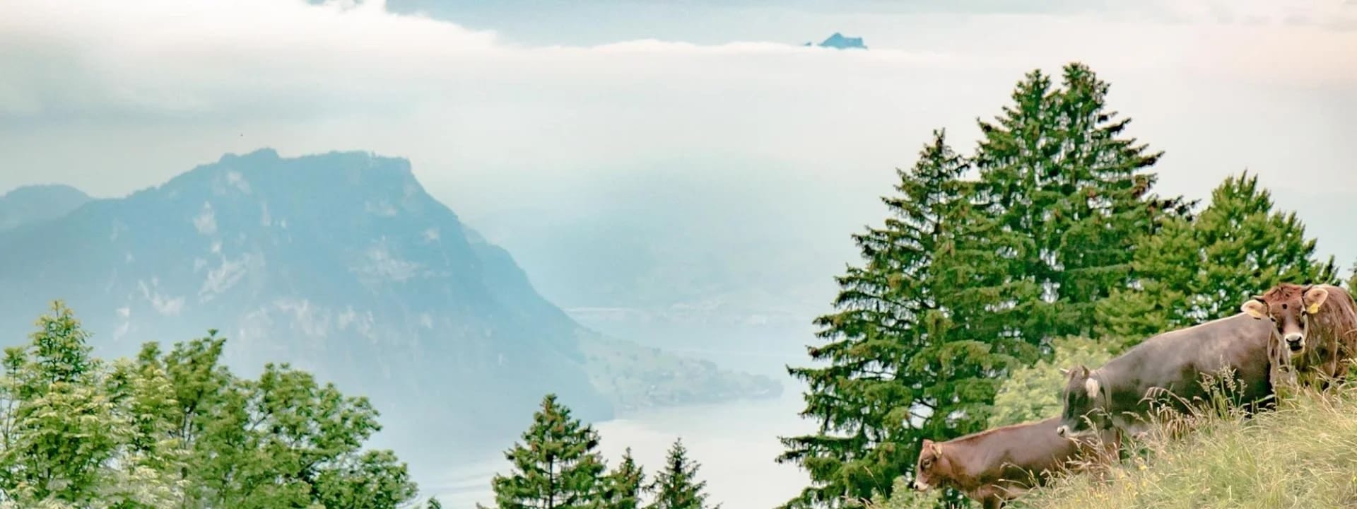 Organic farm in Swiss Alps